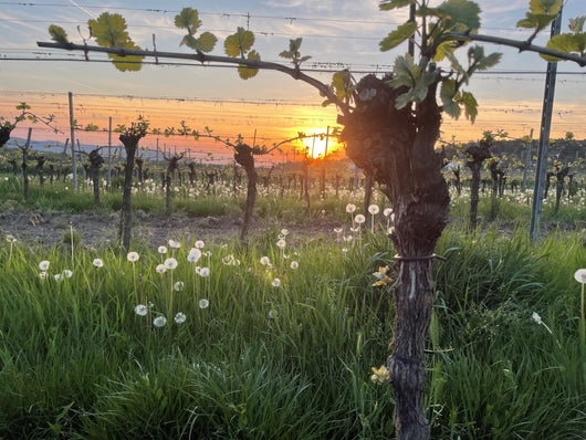 Event | Vineyard hike